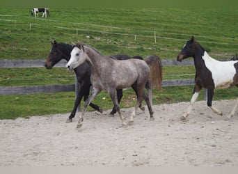 Asil Araber, Hengst, 2 Jahre, 160 cm, Kann Schimmel werden