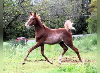 Asil Araber, Hengst, 2 Jahre, Rabicano