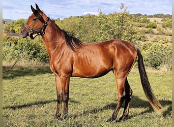 Asil Araber, Hengst, 3 Jahre, 150 cm, Dunkelbrauner