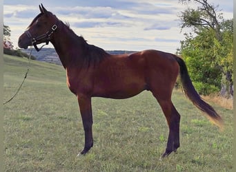 Asil Araber, Hengst, 3 Jahre, 150 cm, Dunkelbrauner