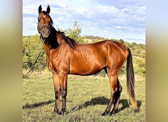 Asil Araber, Hengst, 3 Jahre, 150 cm, Dunkelbrauner