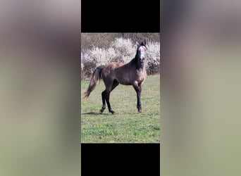 Asil Araber, Hengst, 3 Jahre, 153 cm, Schimmel