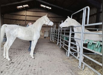 Asil Araber, Hengst, 4 Jahre, 155 cm, Schimmel