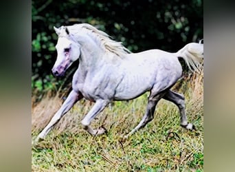 Asil Araber, Hengst, 4 Jahre, 155 cm, Schimmel