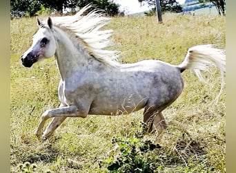 Asil Araber, Hengst, 4 Jahre, 155 cm, Schimmel