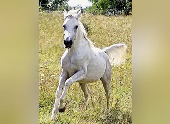 Asil Araber, Hengst, 4 Jahre, 155 cm, Schimmel