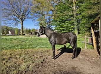 Asil Araber, Hengst, 5 Jahre, 154 cm, Rappe