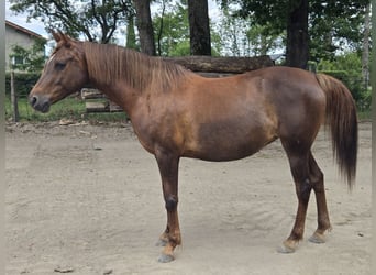 Asil Araber, Stute, 10 Jahre, 156 cm, Rotfuchs