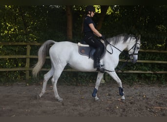 Asil Araber, Stute, 11 Jahre, 153 cm, Schimmel