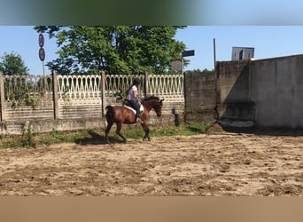 Asil Araber, Stute, 18 Jahre, 155 cm, Rotbrauner