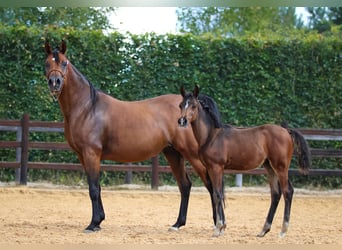 Asil Araber, Stute, 1 Jahr, 125 cm, Brauner