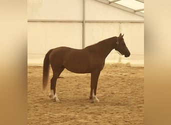 Asil Araber, Stute, 4 Jahre, 152 cm, Rotfuchs