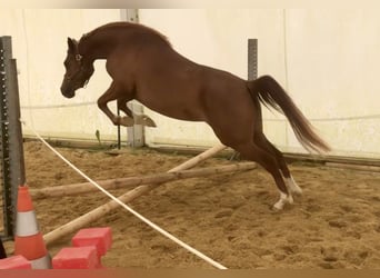 Asil Araber, Stute, 4 Jahre, 152 cm, Rotfuchs