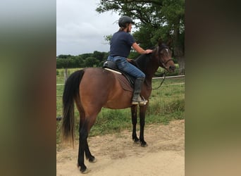 Asil Araber, Stute, 4 Jahre, 153 cm, Dunkelbrauner