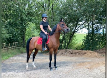Asil Araber, Stute, 6 Jahre, 147 cm, Brauner