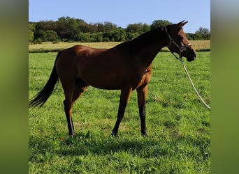 Asil Araber, Stute, 7 Jahre, 152 cm, Brauner