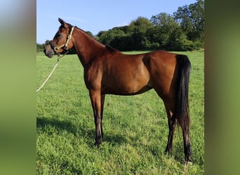 Asil Araber, Stute, 7 Jahre, 152 cm, Brauner