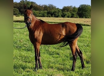 Asil Araber, Stute, 7 Jahre, 152 cm, Brauner