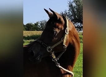 Asil Araber, Stute, 7 Jahre, 152 cm, Brauner