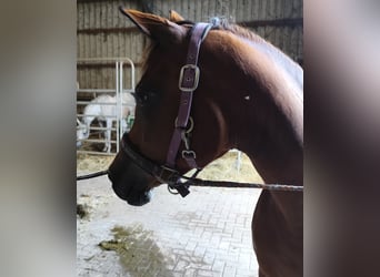 Asil Araber, Stute, 7 Jahre, 152 cm, Brauner