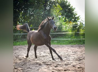 Asil Araber, Stute, 7 Jahre, 152 cm, Schwarzbrauner