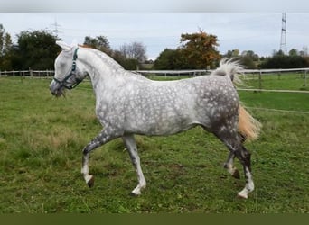 Asil Araber, Stute, 9 Jahre, 150 cm, Apfelschimmel