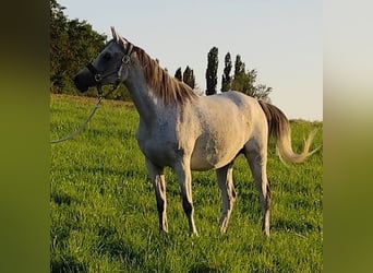 Asil Araber, Stute, 9 Jahre, 153 cm, Schimmel