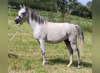 Asil Araber, Stute, 9 Jahre, 153 cm, Schimmel
