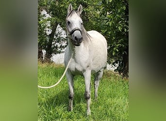 Asil Araber, Stute, 9 Jahre, 153 cm, Schimmel
