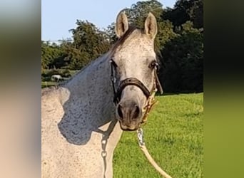 Asil Araber, Stute, 9 Jahre, 153 cm, Schimmel