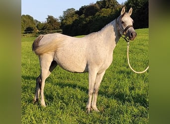 Asil Araber, Stute, 9 Jahre, 153 cm, Schimmel