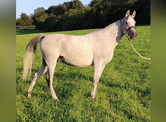 Asil Araber, Stute, 9 Jahre, 153 cm, Schimmel