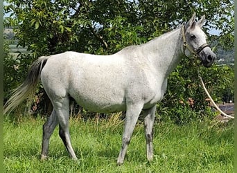 Asil Araber, Stute, 9 Jahre, 153 cm, Schimmel