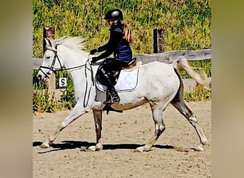 Asil Araber, Stute, 9 Jahre, 155 cm, Schimmel