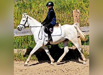 Asil Araber, Stute, 9 Jahre, 155 cm, Schimmel