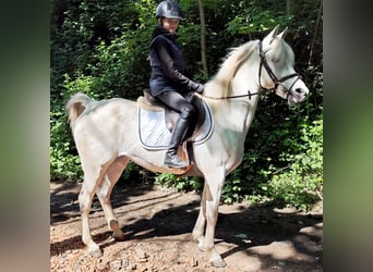 Asil Araber, Stute, 9 Jahre, 155 cm, Schimmel