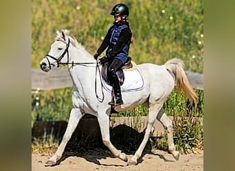 Asil Araber, Stute, 9 Jahre, 155 cm, Schimmel