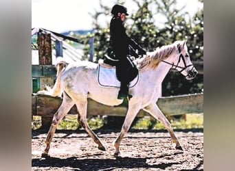 Asil Araber, Stute, 9 Jahre, 155 cm, Schimmel