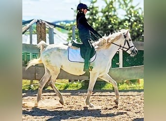 Asil Araber, Stute, 9 Jahre, 155 cm, Schimmel