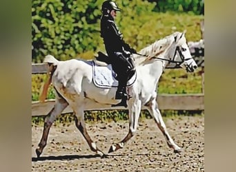 Asil Araber, Stute, 9 Jahre, 155 cm, Schimmel