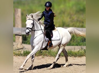 Asil Araber, Stute, 9 Jahre, 155 cm, Schimmel