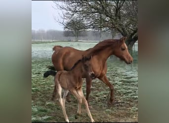 Asil Araber, Stute, Fohlen (03/2025), Hellbrauner