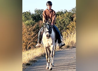 Asil Araber, Wallach, 10 Jahre, 154 cm
