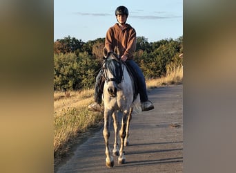 Asil Araber, Wallach, 10 Jahre, 154 cm