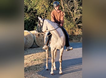 Asil Araber, Wallach, 10 Jahre, 154 cm