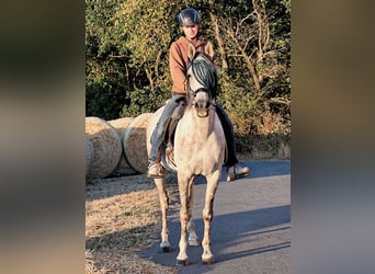 Asil Araber, Wallach, 10 Jahre, 154 cm