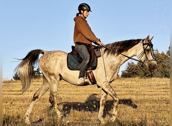 Asil Araber, Wallach, 10 Jahre, 154 cm