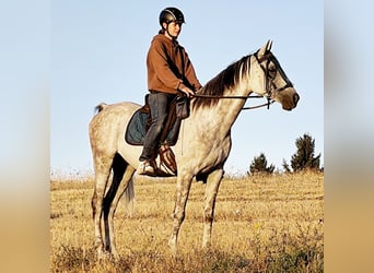 Asil Araber, Wallach, 10 Jahre, 154 cm