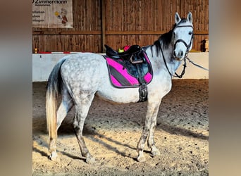 Asil Araber, Wallach, 10 Jahre, 155 cm, Schimmel