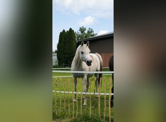 Asil Araber, Wallach, 14 Jahre, 153 cm, Schimmel